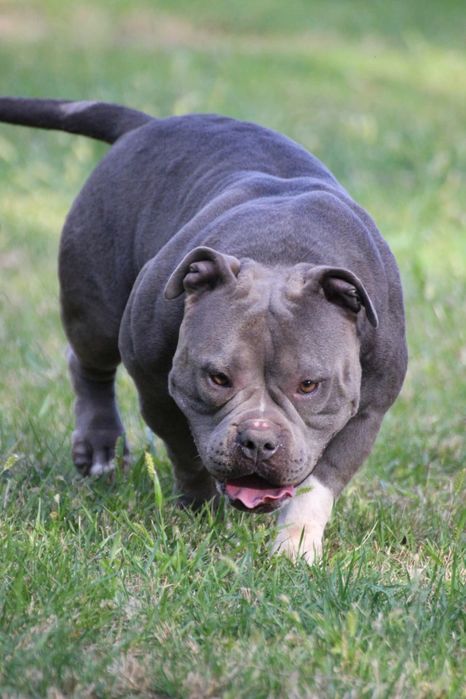 Femela American Bully pocket, BigDogs Romania bloodline