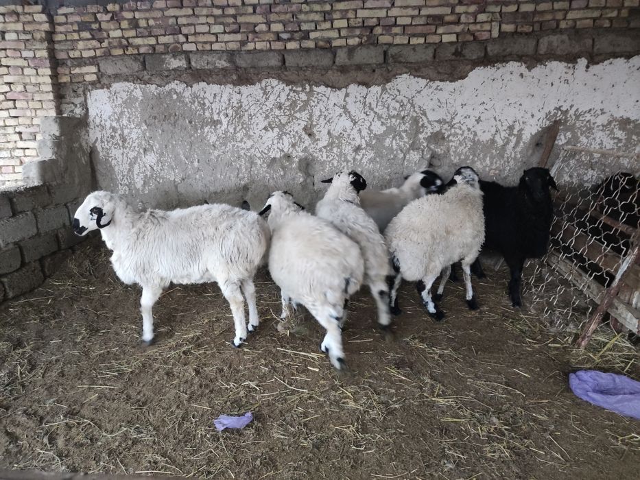 Qazoqi quchqorlar sotiladi