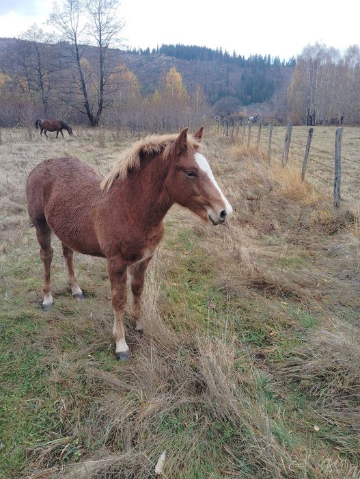 Mânz de vânzare! Armăsar