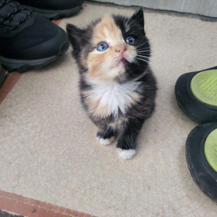 Продаю котят 1 мес.