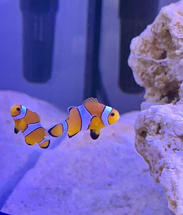 Pesti de acvariu - Aquanick