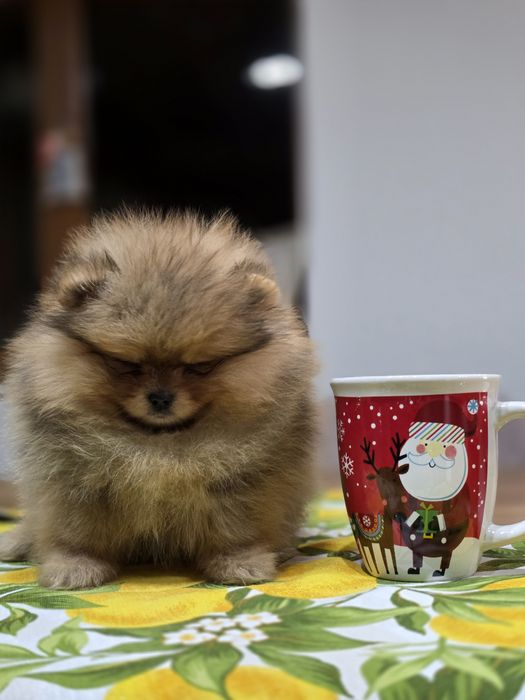 Померанче мини момченце шоко тан!