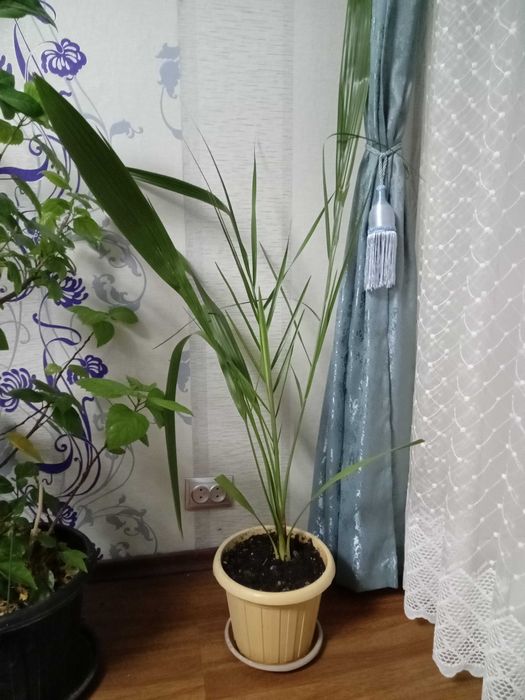 Продам финиковые пальмы