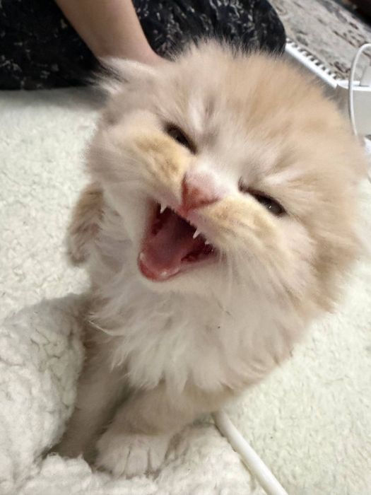 Scottish fold кошка