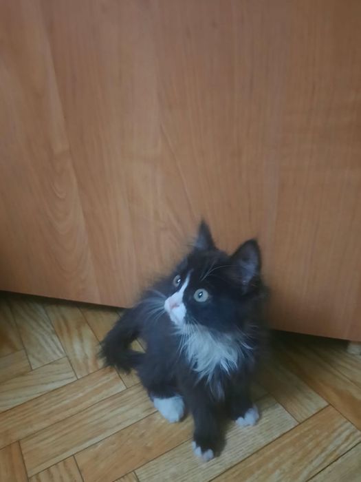 Прекрасные девочки очень нуждаются в доме!