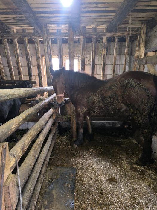 Mânză de vânzare  9 luni detali in privat