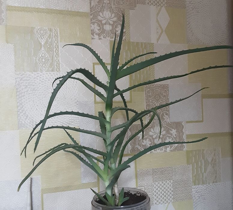 Комнатные цветы - алое лечебное
