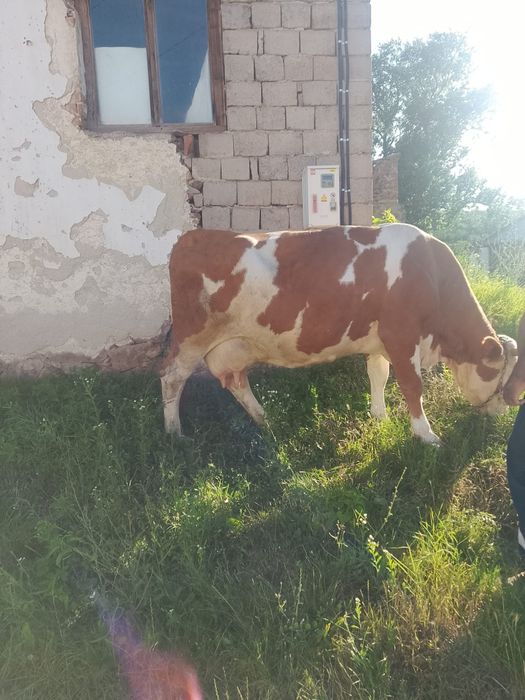Vând vaca cu vițel