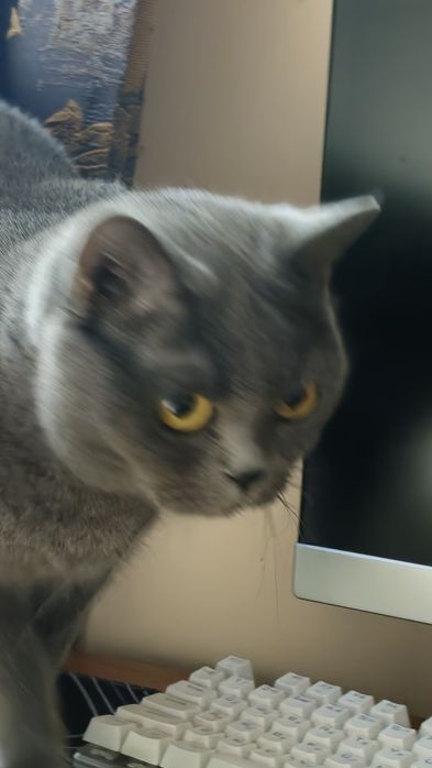 Британская кошка короткошерстная