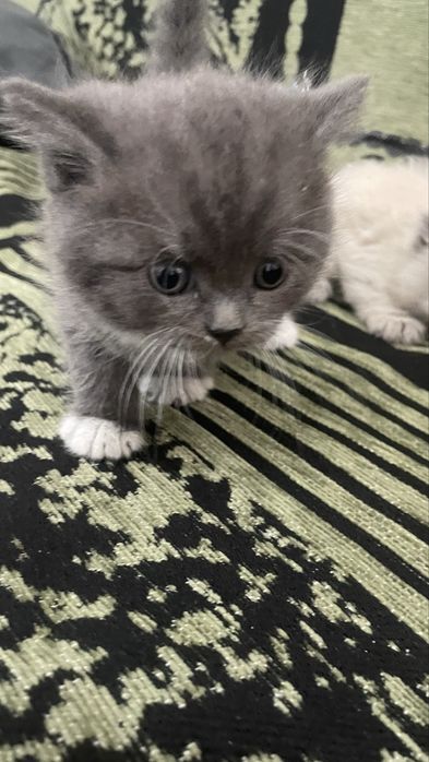 Отдам котят в добрые руки!!!