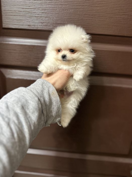 Мини Померан.