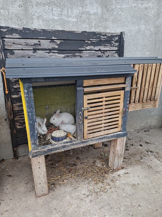 Cușcă pentru iepurași