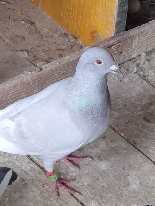 Vând porumbei pui și bătrâni printre care dețin și câțiva straini