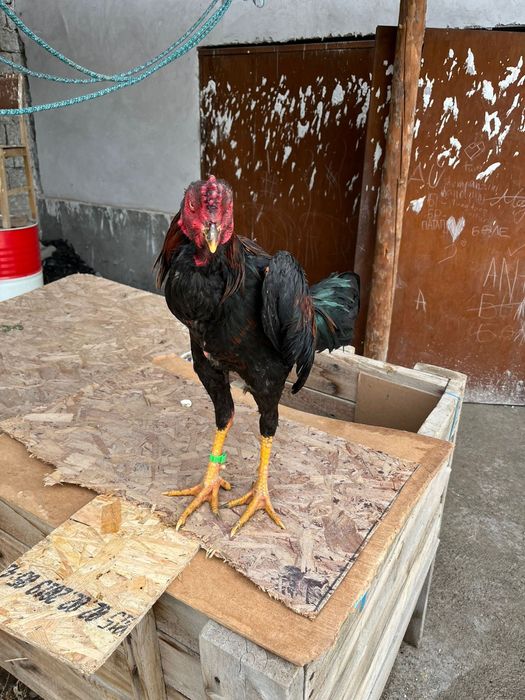 Бойтсовые даканы