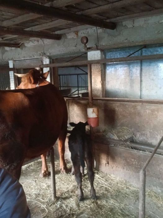 Продавам добре гледани мъжки телета
