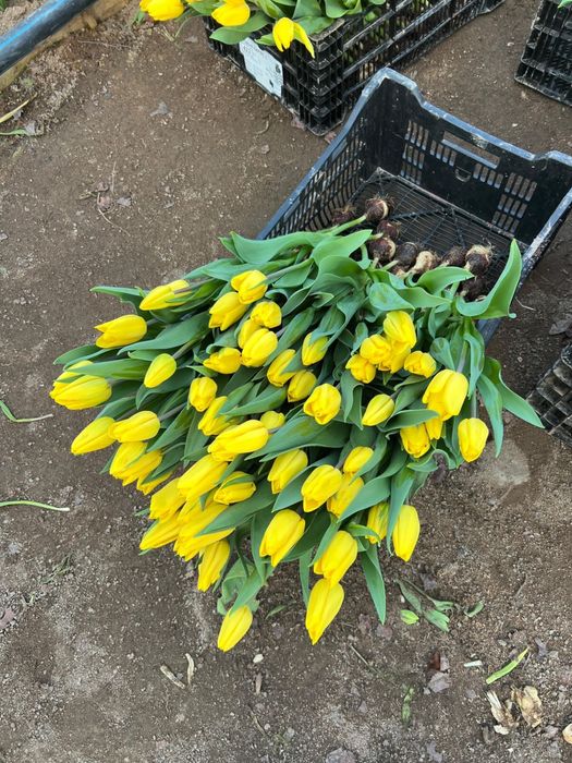 Тюльпаны оптом алматинские