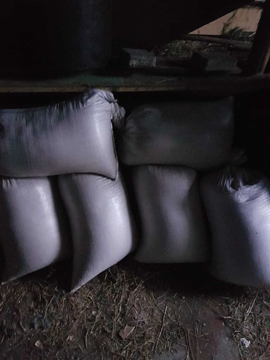 Secară,grâu si porumb