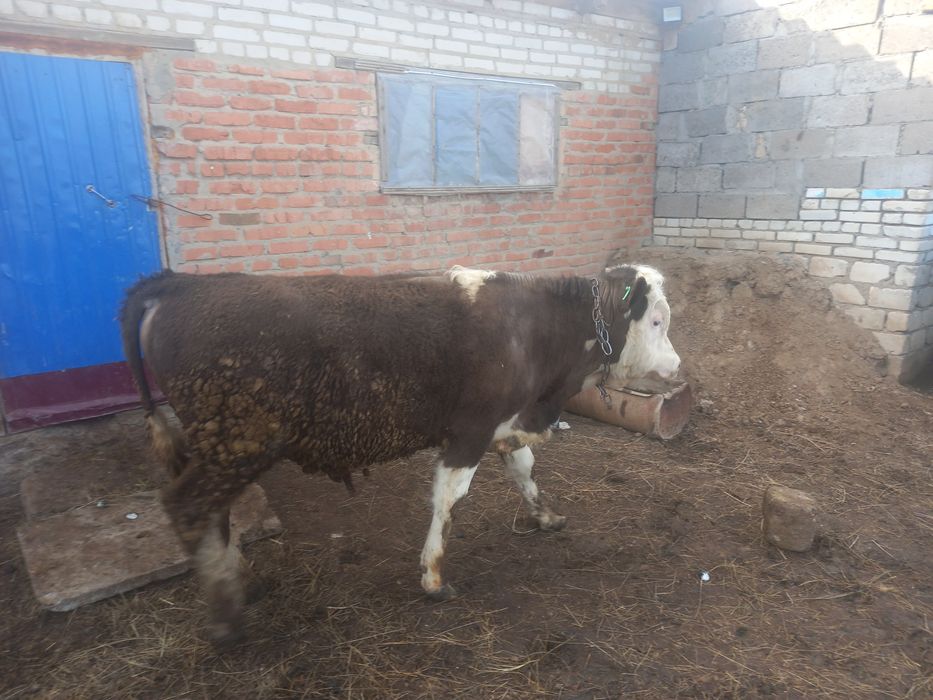 Продам бычков годовалые