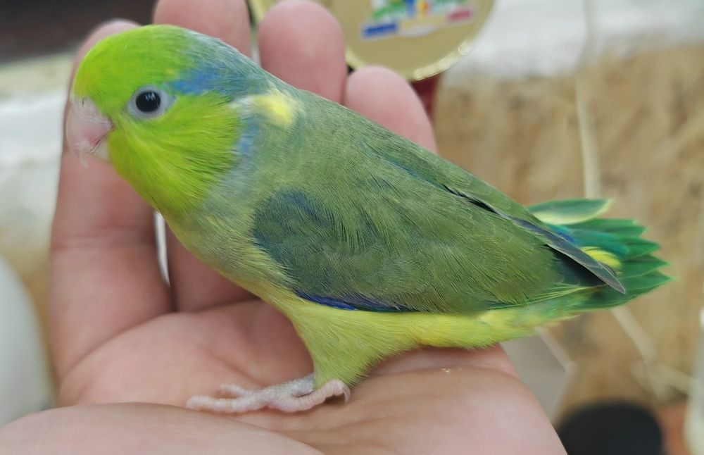 Papagali Forpus coelestis