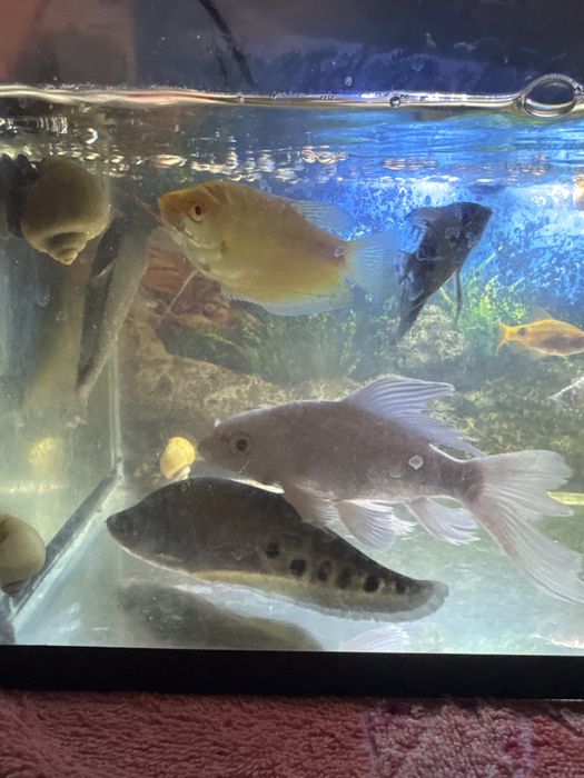 Akvarium baliqlari so