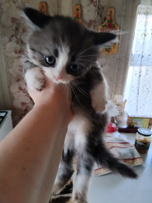 Отдадим котят в добрые руки!