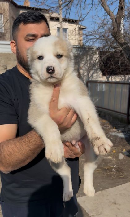 Щенята Алабая (САО)