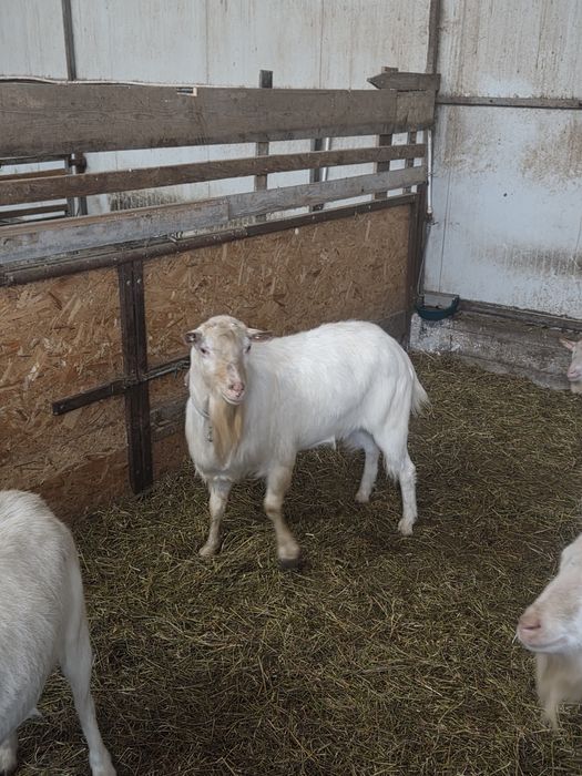 Țapi Saanen de vanzare