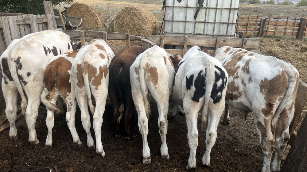 Продам телят, бычки симментальская и галштейн