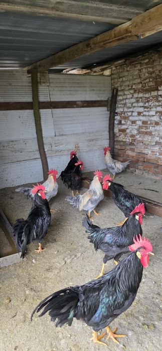 Петли Легхорн...