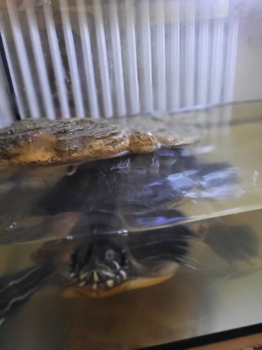 Broasca țestoasă, varsta 12 ani