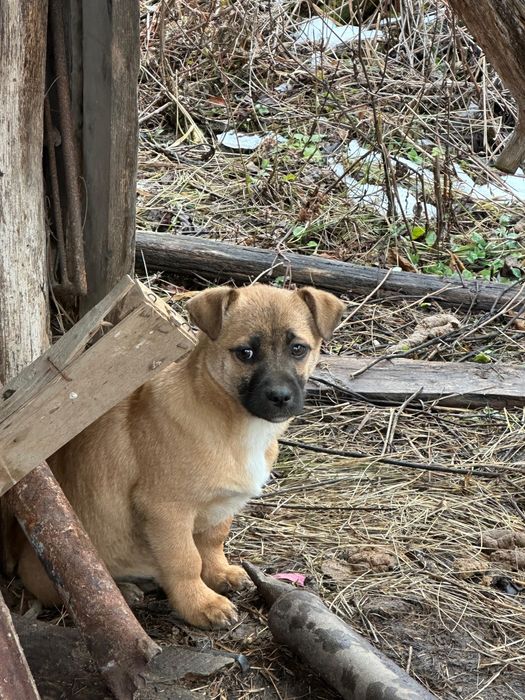 Adoptie 4 pui de catel