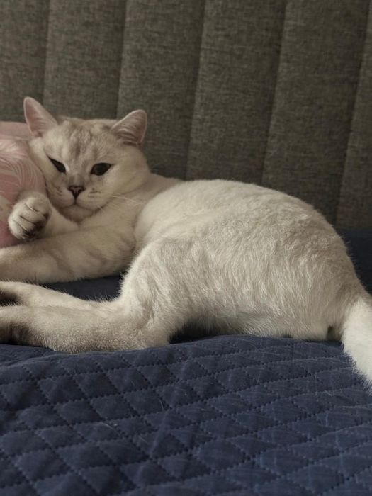 Дарю кота шиншила