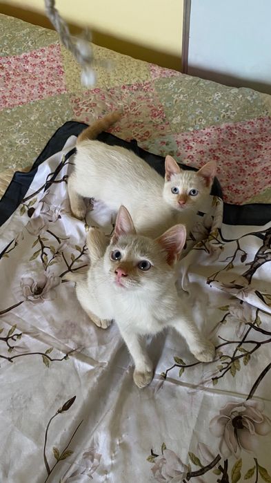 Мысықтар беремін/ котята