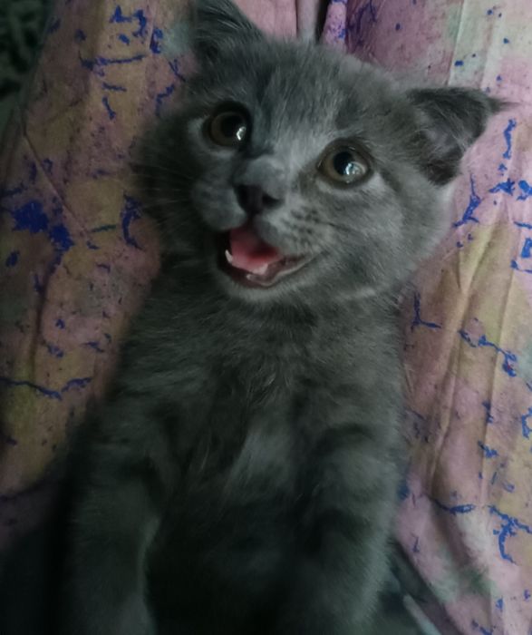 Scottish Fold mushukcha sotiladi.  Продаётся котёнок Scottish Fold