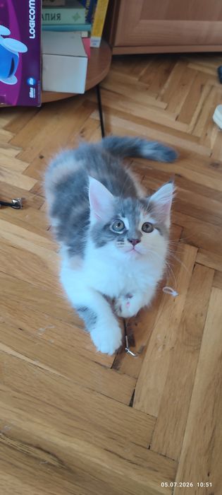 Мейн Кун момиче на 3 месеца
