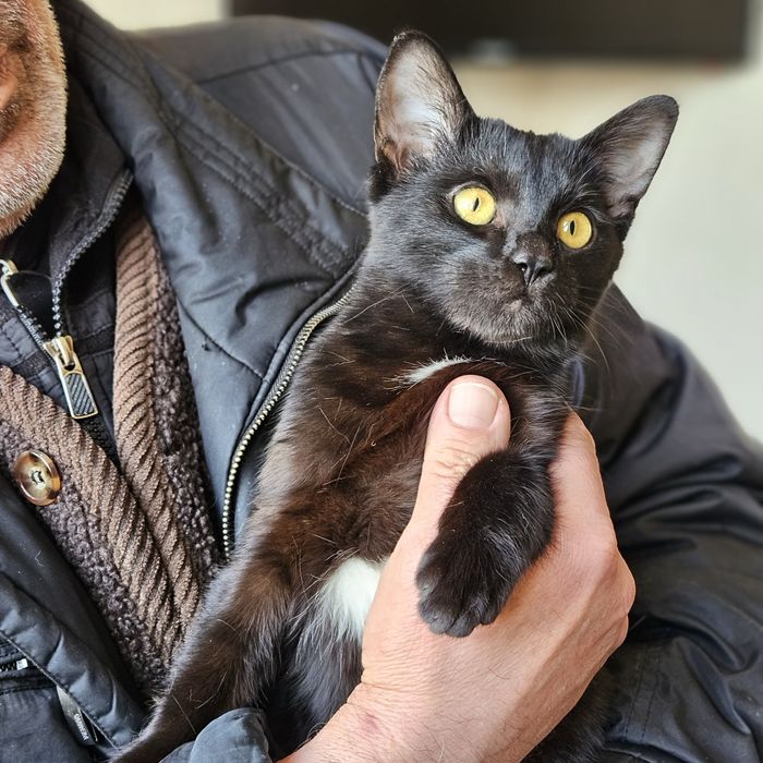 Малышка Багира в поисках дома!! Ташкент!