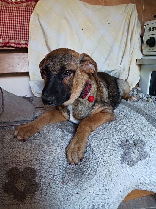 Подарява кученце Люси