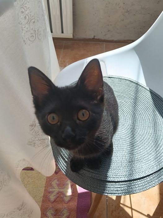Отдаем котёнка в добрые руки