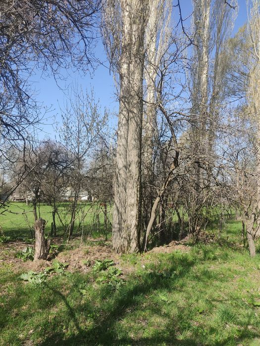 Теректер сатылады.