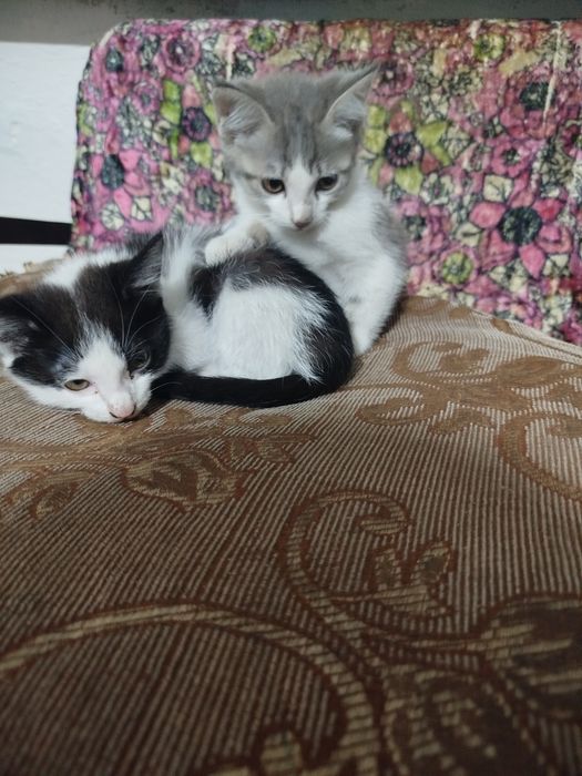 Отдам котят в добрые руки