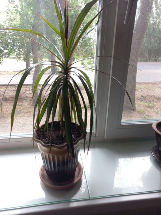 Продам комнатный цветок