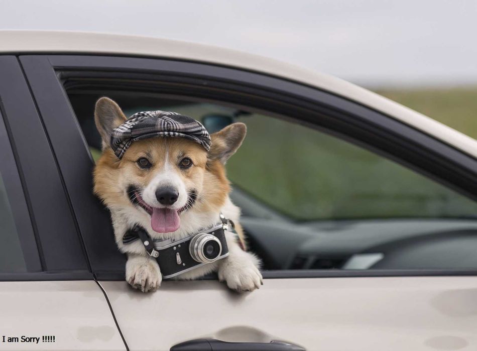 ЗООТАКСИ ДЛЯ ВАШЕГО ПИТОМЦА !!! Везем с любовью и заботой