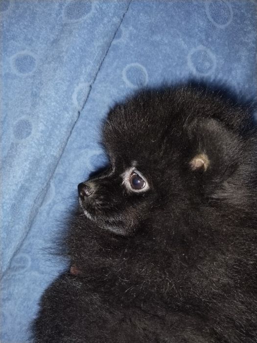 Щенок чёрного шпица.