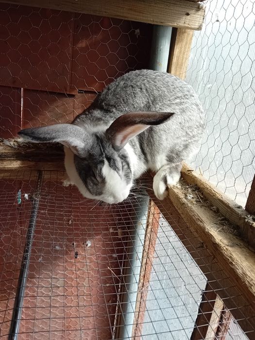 Fluture urias german