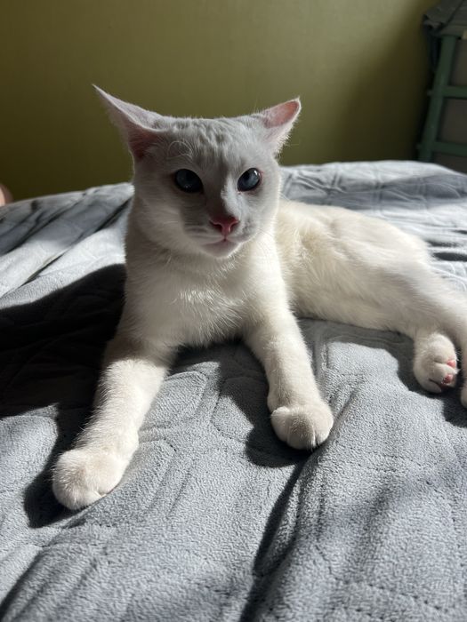 Продам котенка Турецкий ангора