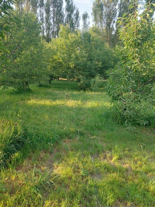 Срочно Охангарон шахрида кадастри бор ер сотилади