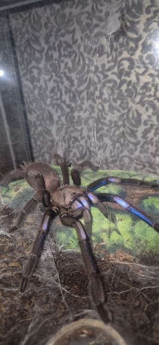 Паук Chilobrachys natanicharum