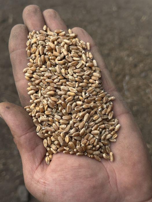 Пшеница 4 и 5 класса