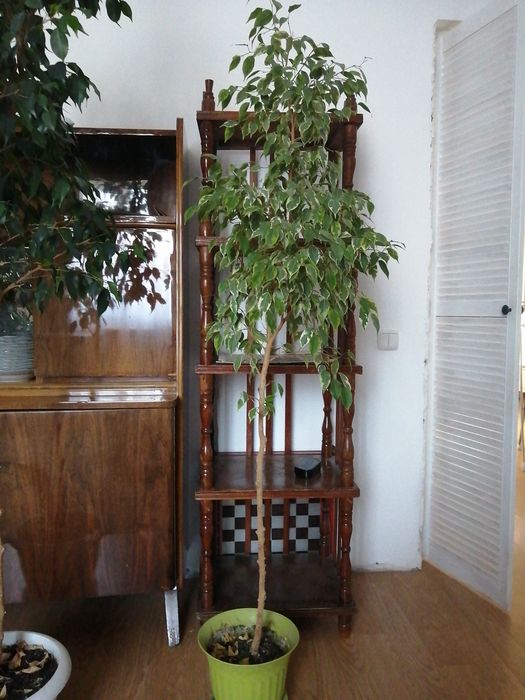Продам фикусы Бенджамина
