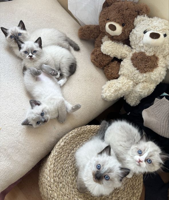 търсят си нов дом